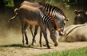 zebra